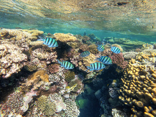 School of sergeant major damselfish (Abudefduf vaigiensis, Pomacentridae) on the beach in red sea,...