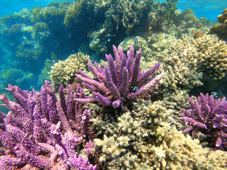Naklejka na ściany i meble Coral on reef in red sea, fantastic colors under water, Marsa Alam, Egypt