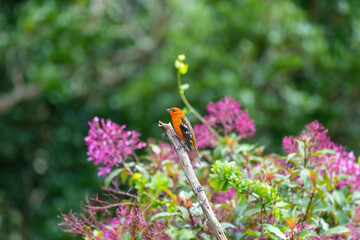 Small bird Flame-colored Tanager (Piranga bidentata), male on a branch in San Gerardo de Dota, Wildlife and birdwatching in Costa Rica.