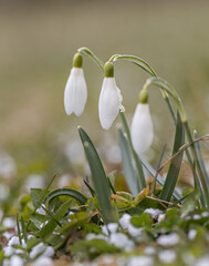 Fototapeta premium Three springs snowdrops (Galanthus) flowers sticking out from the snow. Macro detail photo flower. White snow background