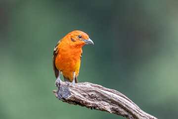 Small bird Flame-colored Tanager (Piranga bidentata), male on a branch in San Gerardo de Dota, Wildlife and birdwatching in Costa Rica.