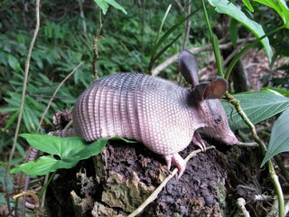 
The greater long-nosed armadillo (Dasypus kappleri) Dasypodidae family. Amazon rainforest, Brazil.
