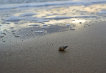 Coquillage