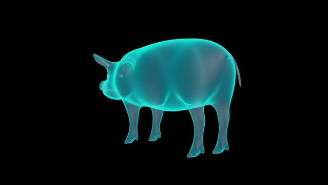 A 3D Holograph of Pig in X-ray render.