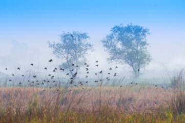 Obraz na płótnie Canvas Birds flying in the winter mist