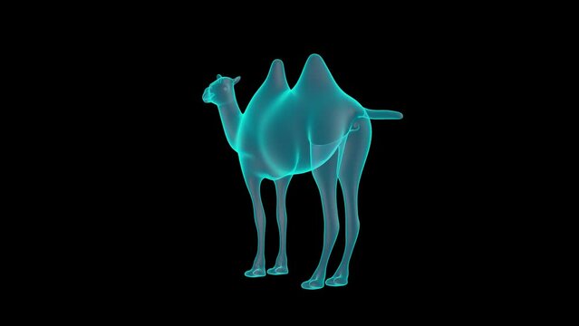 A Beautiful 3D Camel Holograph turntable render