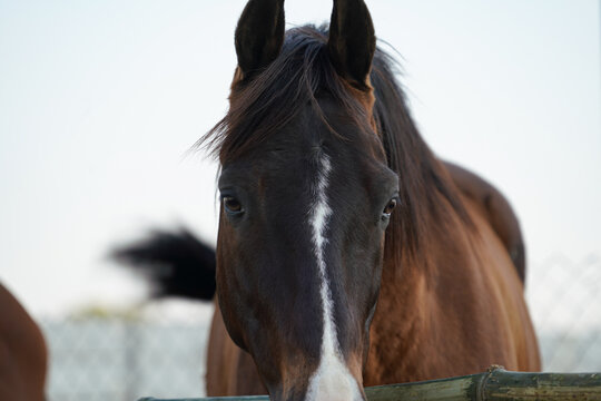 Portrait of Indian horse breed