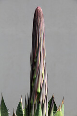 agave titanota