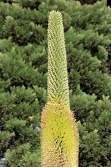 agave titanota