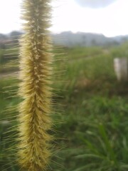 grass in the wind