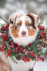 close up portrait of red merle aussie puppy dog face in christmas advent wreath on his neck in...