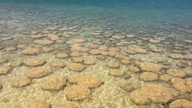 Landscape of Lake clifton thrombolites