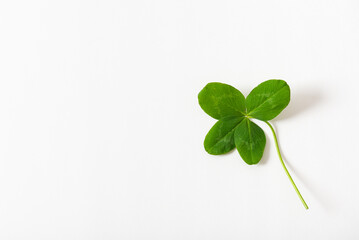 A four leaf clover on white background. Good for luck or St. Patrick's day. Shamrock, symbol of fortune, happiness and success. Copy space