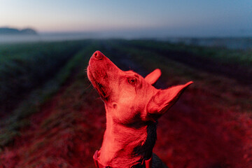 Portrait of a dog on the background of a field in the fog.