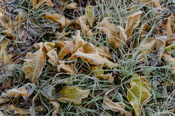 Freezing. Ice-frozen plants. Winter. Close-up.