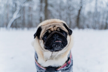 Winter. A dog dressed in winter clothes.