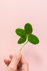 A male hand holding a four leaf clover on pink background. Good for luck or St. Patrick's day....