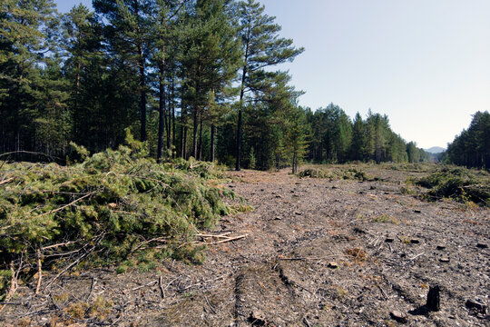A clearing in a coniferous forest is in the Taiga. The barbaric attitude of people to nature. Merciless deforestation.