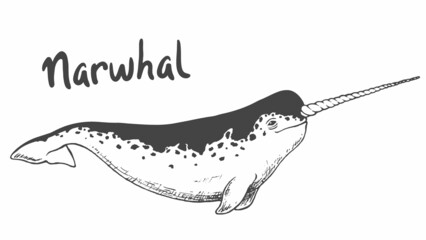 Whale narwhal isolated on white background - obrazy, fototapety, plakaty