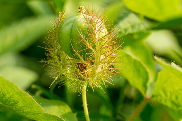 Macro closeup of green grass with thorns in detailed view. Amazing view in detailed manner, Macro close-up of tiny green thorns with out-focus background, complete green texture in the form of leaves.