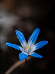 Isolated single Scilla siberica (Chionodoxa luciliae) is a species of flowering plant in the family Asparagaceae, with natural blurry background. Firt spring flowers. Macro detail photo