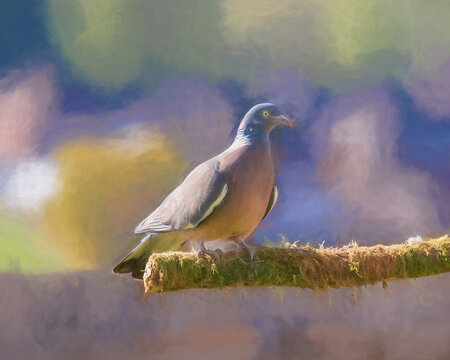 Digital painting of a single common wood pigeon, Columba palumbus of the dove and pigeon family on a perch
