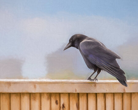 Digital painting of a single carrion crow, Corvus corone on a fence