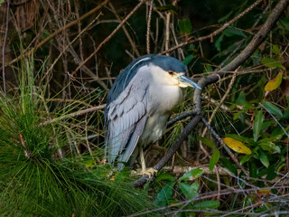 black crowned night heron perched in a tree
