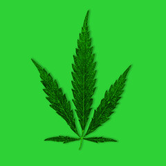 Hemp.Leaf of cannabis on a green background.Isolate