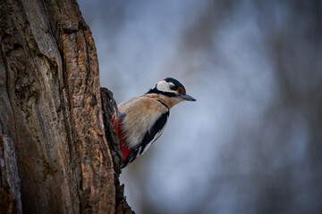 Great spotted Woodpecker (Dendrocopos major) perched on branch.