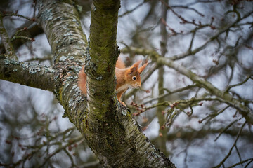 Fox squirrel (Sciurus vulgaris) sitting on branch