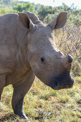 Dehorned Rhino, South Africa