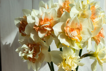 Bouquet of daffodils. Flowers on the background of a light wooden wall. Spring bouquet. - 484211520