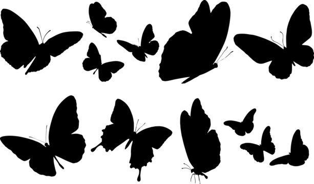 Butterfly Silhouettes Butterfly SVG EPS PNG