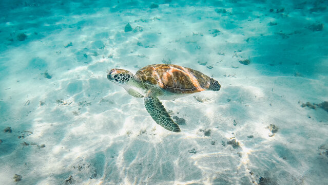 Tortue en train de nager dans une eau turquoise en guadeloupe