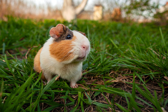 The guinea pig is a species of rodent belonging to the genus Cavia in the family Caviidae.