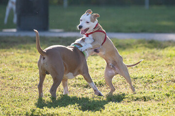 Two Pitbull mix terriers playing at the dog park - obrazy, fototapety, plakaty
