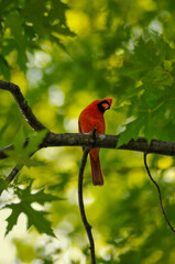 Cardinal In Tree Number Fourteen