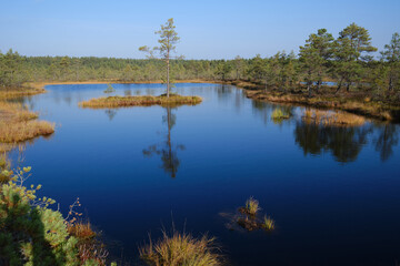 Beautiful natural landscape in Lahemaa National Park in Estonia. Viru Raba swamp in autumn. Travel and exploration. Tourism and travel concept image, fresh and relaxing image of nature