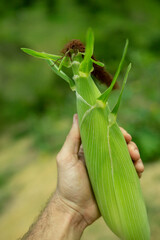 Fresh organic corn