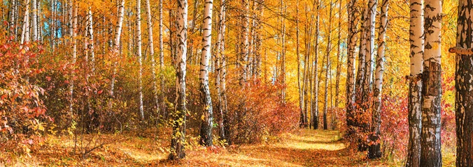 Foto op Plexiglas Berkenbos op zonnige herfstdag, prachtig landschap door gebladerte en boomstammen, panorama, horizontale banner © rustamank