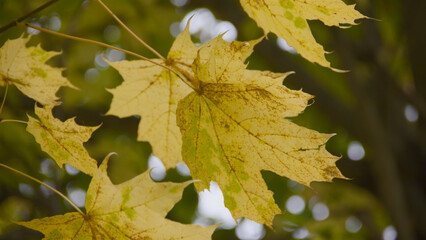 yellow screensaver with maple leaves and blurred background