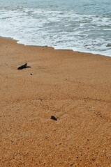Fototapeta na wymiar birds on the beach