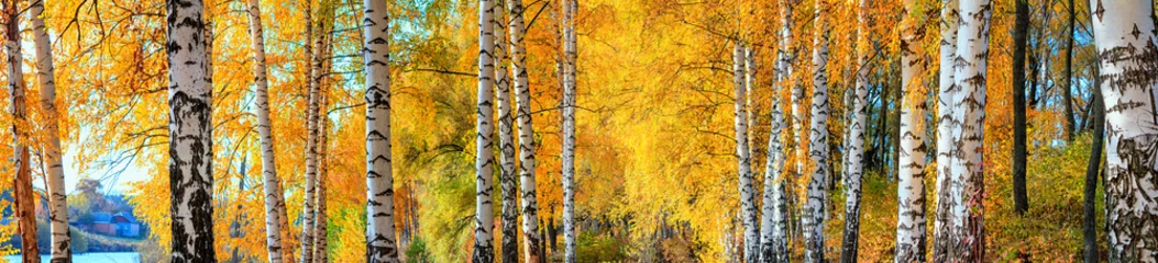Crédence de cuisine en verre imprimé Bouleau Bosquet de bouleaux le jour d& 39 automne ensoleillé, beau paysage à travers le feuillage et les troncs d& 39 arbres, panorama, bannière horizontale