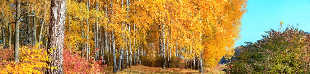 Poster Birch grove on sunny autumn day, beautiful landscape through foliage and tree trunks, panorama, horizontal banner © rustamank