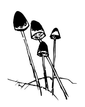 recommend clip art: Forest mushrooms. Grebe. A few mushrooms on the hill. Black and white drawing. Mushrooms on a thin leg