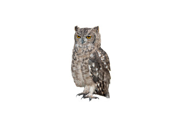 old owl on a white background