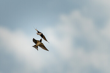 Two barn swallows feeding in mid air