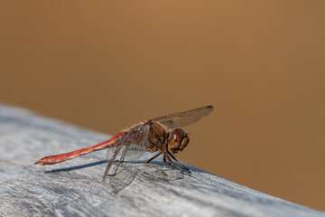 A vagrant darter dragonfly resting on wood