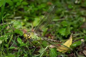 An emperor dragonfly resting in the meadow